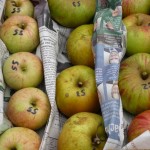 Apfelsortenbestimmmung