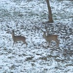rehe