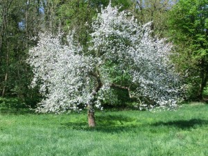 Apfelblüte (2)