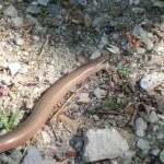 Blindschleiche