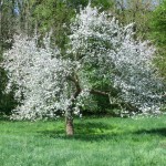 Apfelblüte im Mai