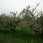 Blüte1