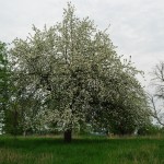 Blüte2