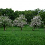 Blüte4