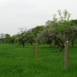 Blüte5