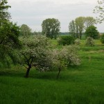 Blüte8