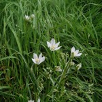 Ornithogalum