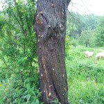Schnecken