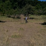 Hochwasser Streuobstwiese 06-2013 Berõumung SMSeV (14)