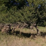 Hochwasser Streuobstwiese 06-2013 Berõumung SMSeV (19)