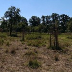 Hochwasser Streuobstwiese 06-2013 Berõumung SMSeV (20)