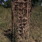 Hochwasser Streuobstwiese 06-2013 Berõumung SMSeV (23)