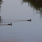 Hochwasser Streuobstwiese 06-2013 SMSeV (3)
