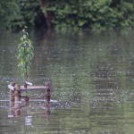Hochwasser Streuobstwiese 06-2013 SMSeV (8)