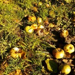 Suchbild