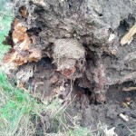 Nest in den Wurzeln des umgestürzten Obstbaumes